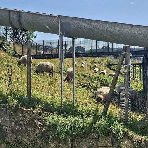 Who needs high-tech gadgets when you have nature's finest lawnmowers? 🐑
Our office view includes a fleet of...